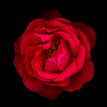Fresh Red Rose